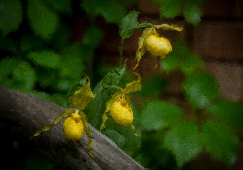 3 yellow Lady slippers with paint