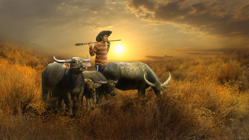 a boy and his cattle